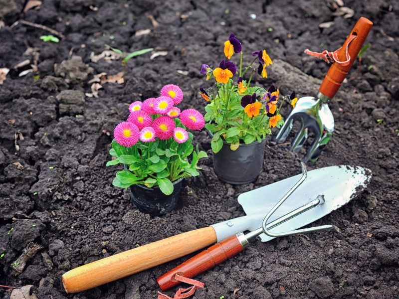 Gardening tools and spring flowers in the garden Gardening tools and spring flowers in the garden